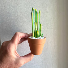 Load image into Gallery viewer, Mini Glass Snake Plant