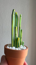 Load image into Gallery viewer, Mini Glass Snake Plant