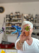Load image into Gallery viewer, Miniature 'Bunny Ears' Glass Cactus