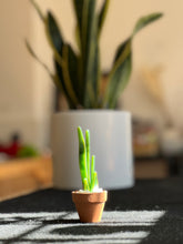 Load image into Gallery viewer, Mini Glass Snake Plant